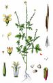 Hedge Mustard - Sisymbrium officinale (L.) Scop.