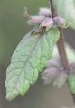 Water Germander - Teucrium scordium L.