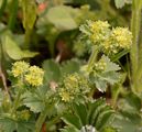 Filz-Frauenmantel - Alchemilla glaucescens Wallr.