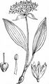 Bär-Lauch - Allium ursinum L.
