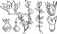 Chaffweed - Anagallis minima (L.) E. H. L. Krause