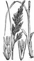 Wood Small-Reed - Calamagrostis epigejos (L.) Roth