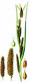Ufer-Segge - Carex riparia Curtis