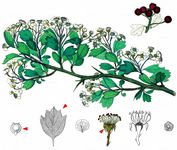 Eingriffeliger Weißdorn - Crataegus monogyna Jacq. 