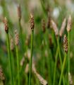 Common Spike-Rush - Eleocharis palustris (L.) R. Br.