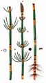 Water Horsetail - Equisetum fluviatile L.