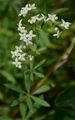 Glattes Wald-Labkraut - Galium intermedium Schult.