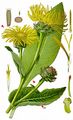 Elecampane - Inula helenium L.
