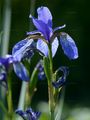 Blue Iris - Iris spuria L.