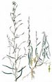 Least Lettuce - Lactuca saligna L.