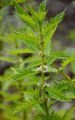 Gipsywort - Lycopus europaeus L.