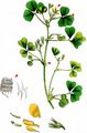 Spotted Medick - Medicago arabica (L.) Huds.