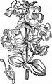 Blood-Drop-Emlets - Mimulus guttatus DC.