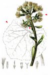 Alpen-Pestwurz - Petasites paradoxus (Retz.) Baumg. 