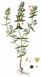 Grannen-Klappertopf - Rhinanthus glacialis Personnat 