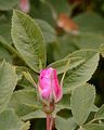 Cinnamon Rose - Rosa majalis Herrm.