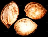 Steinkerne von Prunus domestica (Pflaume)