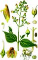 Common Figwort - Scrophularia nodosa L.