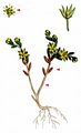 Alpine Stonecrop - Sedum alpestre Vill.
