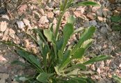 Ohrlöffel-Leimkraut - Silene otites (L.) Wibel