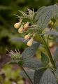 Tuberous Comfrey - Symphytum tuberosum L.