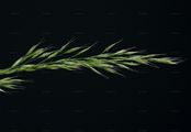 Yellow Oat-Grass - Trisetum flavescens (L.) P. Beauv.