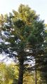 Giant Fir - Abies grandis (D. Don) Lindl.