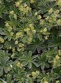 Glänzender Frauenmantel - Alchemilla nitida Buser
