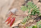 Blasen-Tragant - Astragalus penduliflorus Lam.