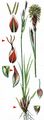 Alpine Tufted Sedge - Carex sempervirens Vill.