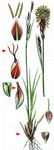 Horst-Segge - Carex sempervirens Vill. 