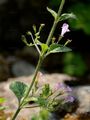 Wald-Bergminze - Clinopodium menthifolium (Host) Stace