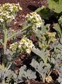Echter Meerkohl - Crambe maritima L.