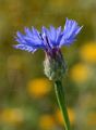 Kornblume - Cyanus segetum Hill