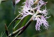 Prachtnelke - Dianthus superbus L.