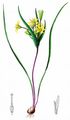 Acker-Gelbstern - Gagea villosa (M. Bieb.) Sweet