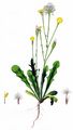 Smooth Cat's-Ear - Hypochaeris glabra L.