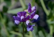 Strand-Platterbse - Lathyrus japonicus Willd.
