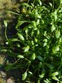 Mudwort - Limosella aquatica L.