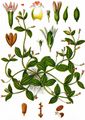 Prostrate False-Pimpernel - Lindernia procumbens (Krock.) Philcox