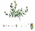 Upright Chickweed - Moenchia erecta (L.) P. Gaertn. , B. Mey. & Scherb.