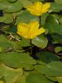 Fringed Water-Lily - Nymphoides peltata (S. G. Gmel.) Kuntze