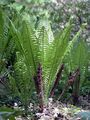 Ostrich Fern - Onoclea struthiopteris (L.) Roth