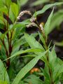Pale Persicaria - Persicaria lapathifolia (L.) Delarbre