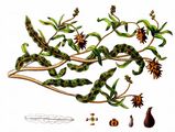 Curled Pondweed - Potamogeton crispus L.