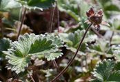 Alpine Cinquefoil - Potentilla crantzii (Crantz) Fritsch