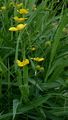 Zungen-Hahnenfuß - Ranunculus lingua L.