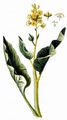 Rhubarb - Rheum rhabarbarum L.