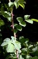 Harsh Downy-Rose - Rosa tomentosa Sm.