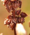 Weidenblatt-Ampfer - Rumex triangulivalvis (Danser) Rech. f.